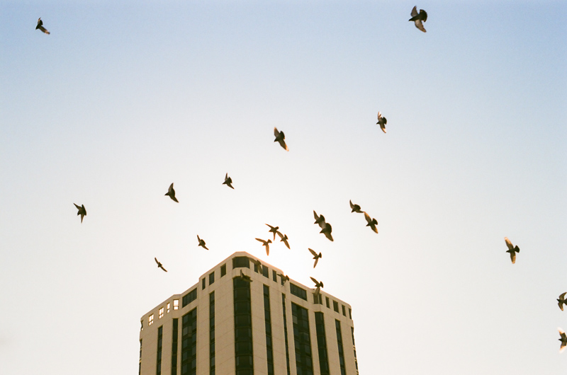 Nikon F100 film photo birds flying