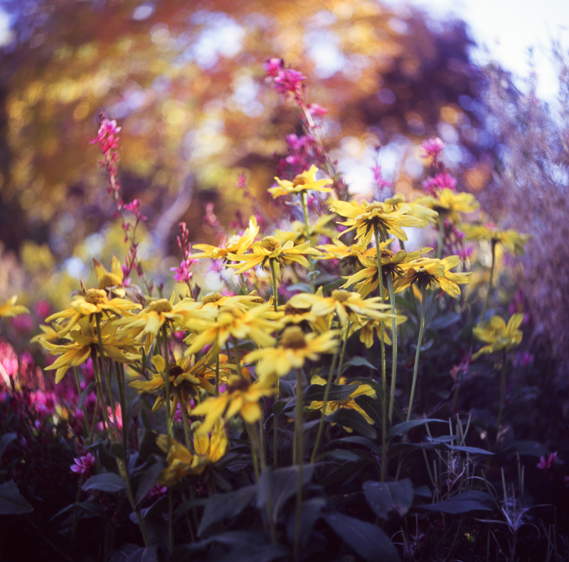 Yashica D TLR film photo of flowers