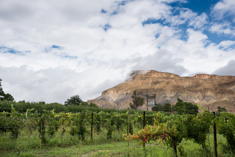 Palisade Wedding Photography vineyard