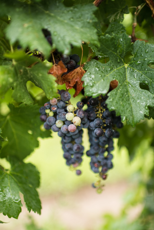Palisade Wedding Photography grapes
