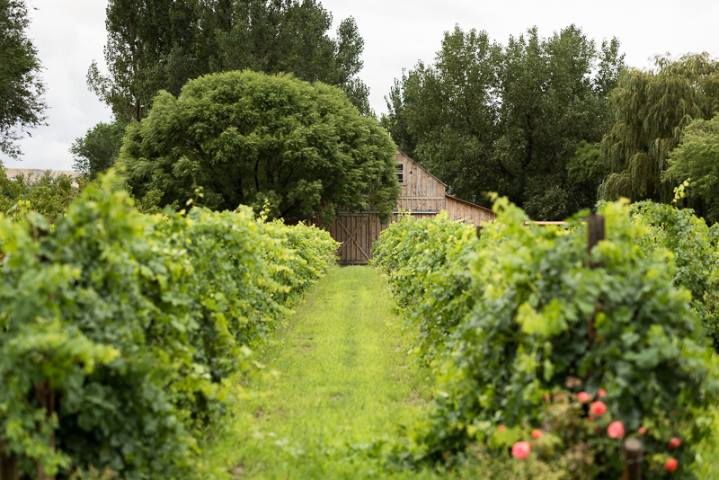 Palisade Wedding Photography vineyard and barn