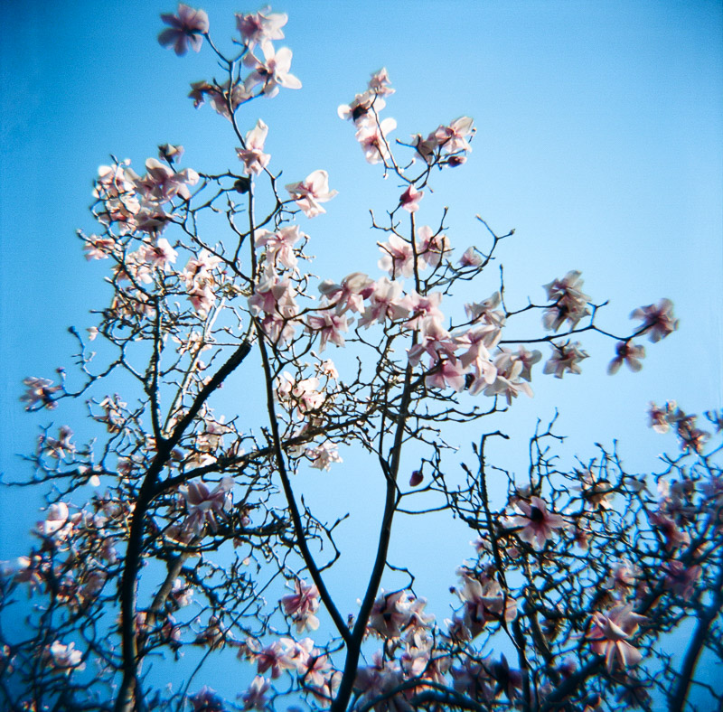 San Francisco magnolia film holga
