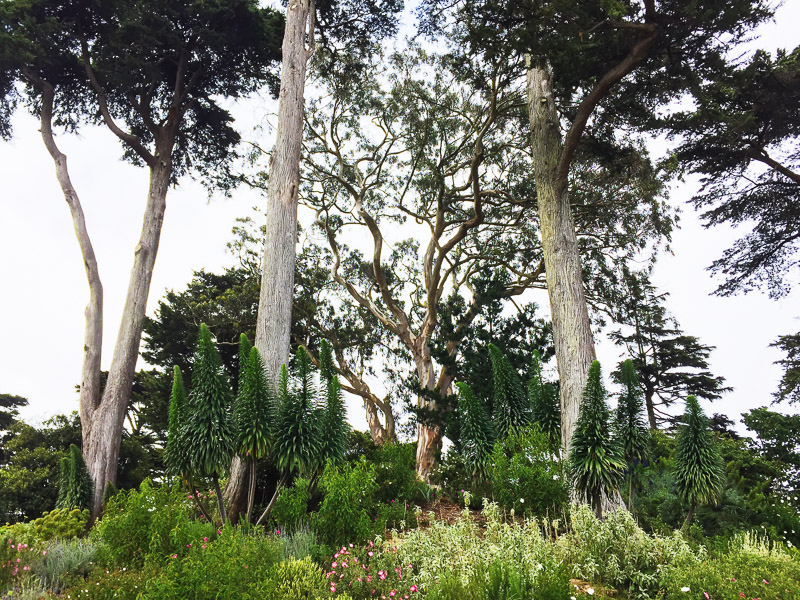 San Francisco golden gate park botanic gardens iphone vsco