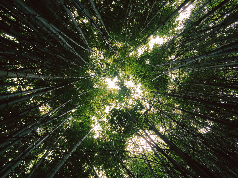 San Francisco bamboo vsco iphone golden gate park