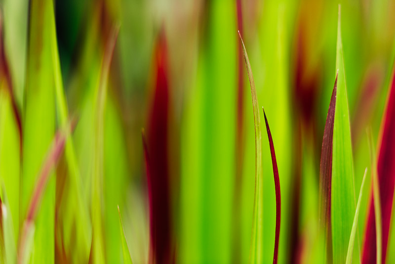 San Francisco botanic gardens