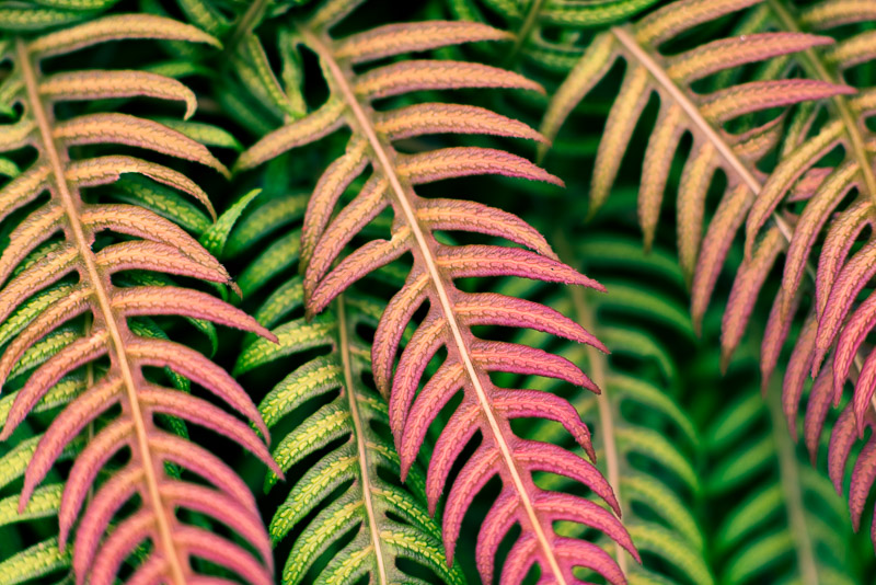 San Francisco botanic gardens