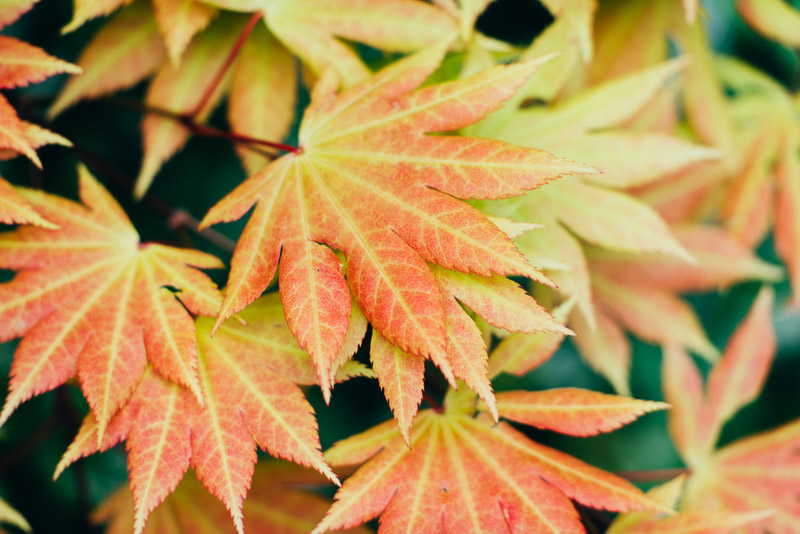 San Francisco botanic gardens maple leaf