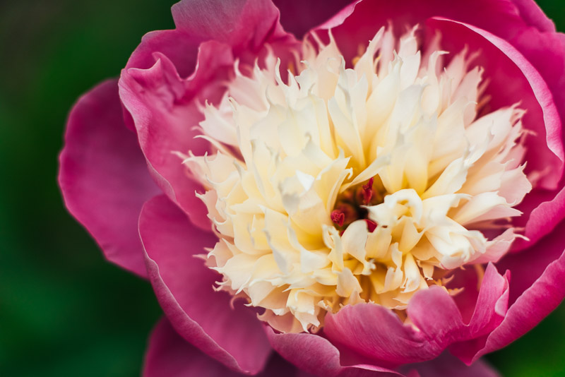 San Francisco botanic gardens peony