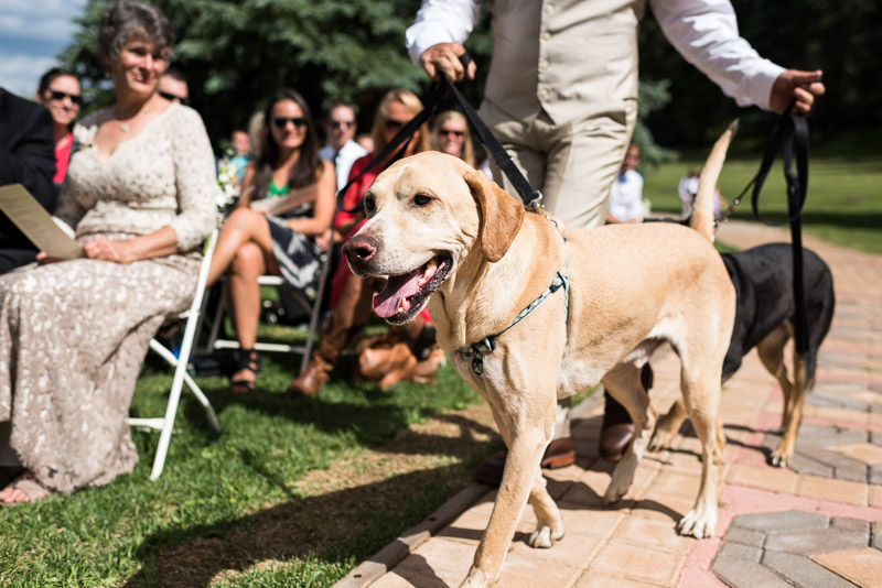 Emily and Ryan Lower Lake Ranch Wedding Photography dog