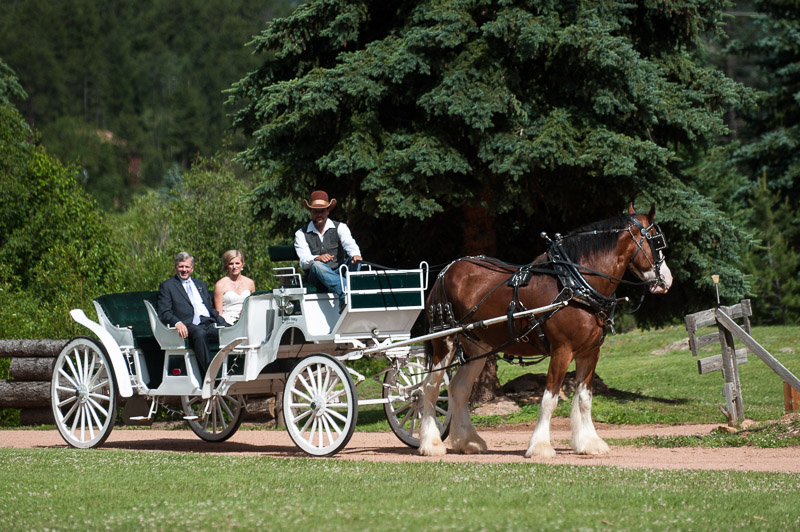Emily and Ryan Lower Lake Ranch Wedding Photography clydesdale
