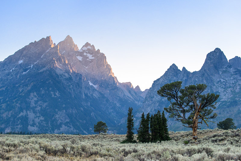 Grand Tetons National Park Patriarch Tree