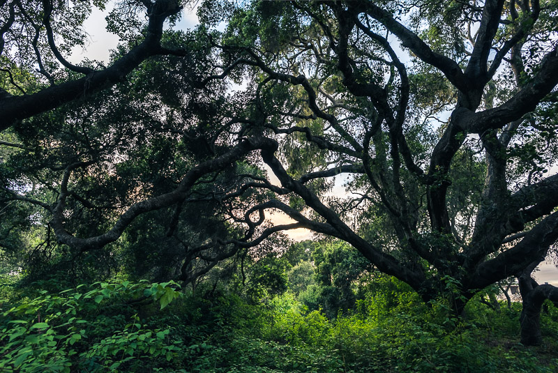 Los Osos live oaks