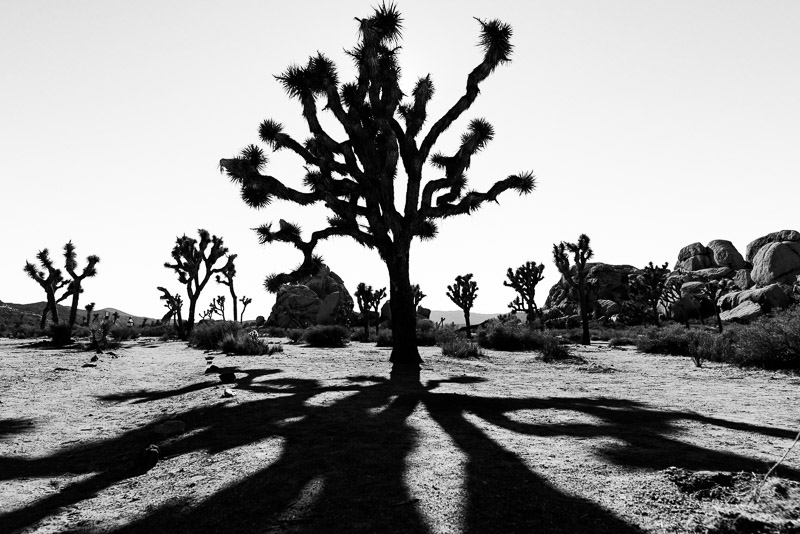 Joshua Tree National Park black and white
