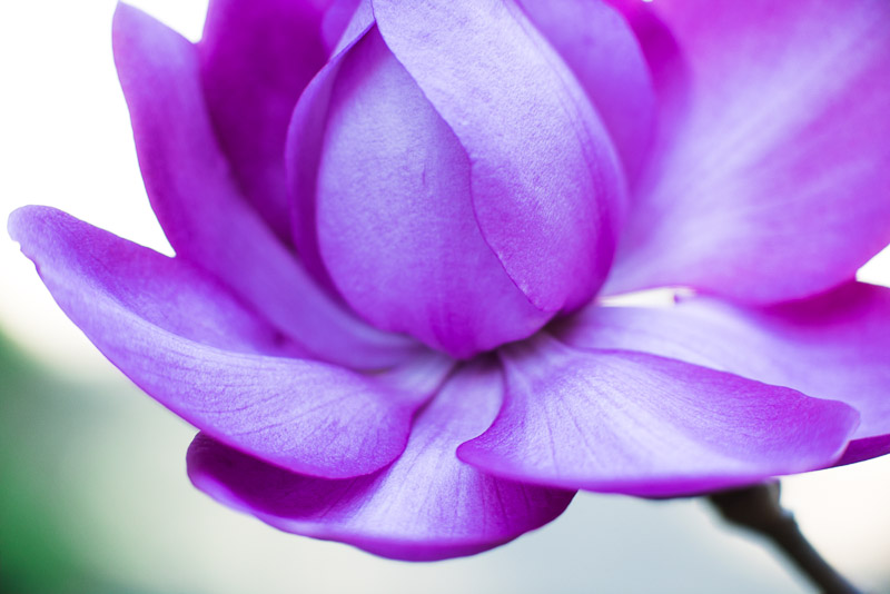 Pink magnolia bloom