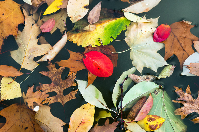 New York Central Park colorful leaves