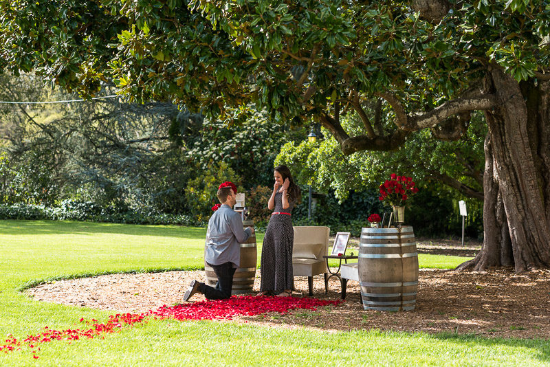 Sonoma Chateau St Jean Vineyard proposal